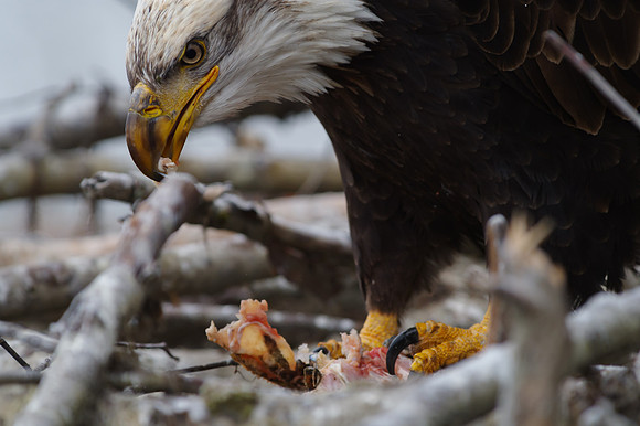 Bald Eagle_Haines 47
