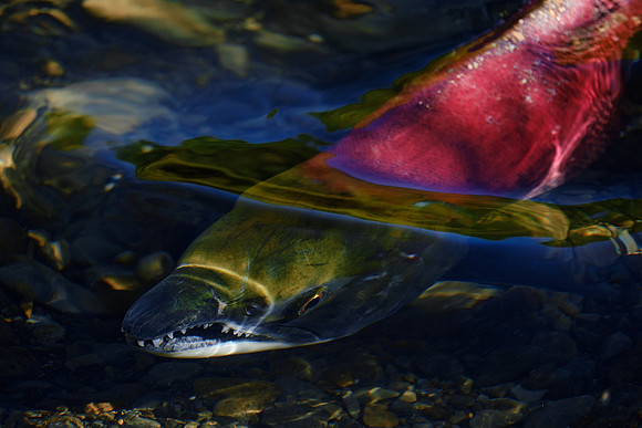 Sockeye Salmon_Klukshu 1
