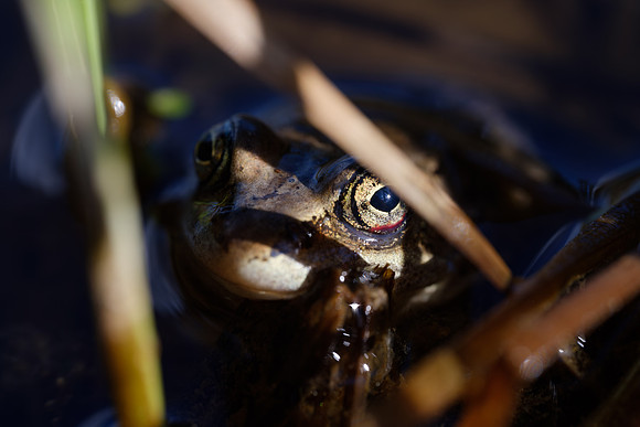 Wood Frog_Whitehorse 1