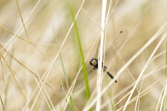 Dot-tailed Whiteface_Whitehorse 1_1