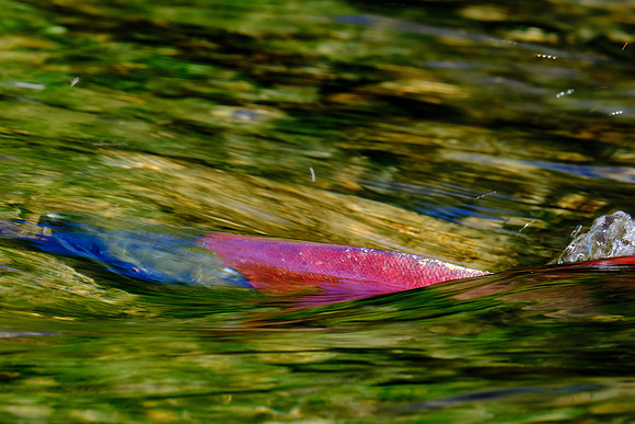 Sockeye Salmon_Klukshu 2