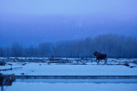 Moose_Haines 1