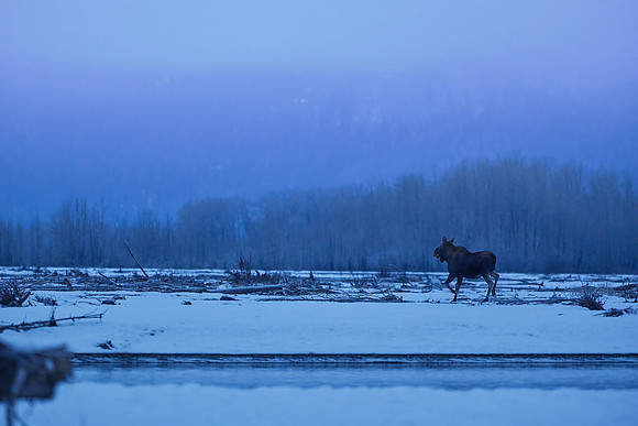 Moose_Haines 1
