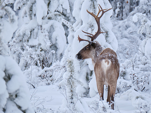 Caribou_Swift River 3