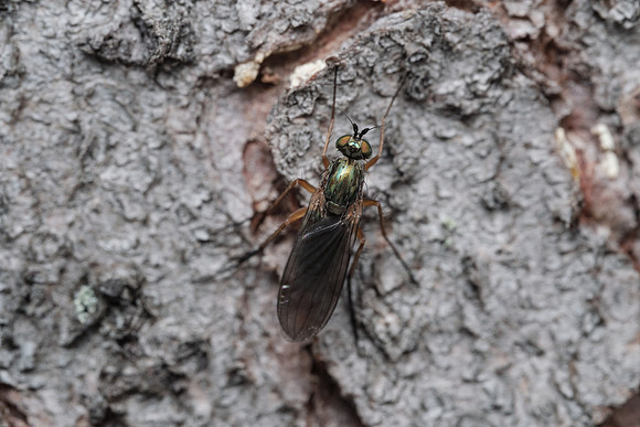 Dolichopus_Nunatak CG 1