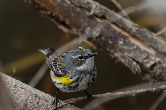 Yellow-rumped Warbler_Whitehorse 1