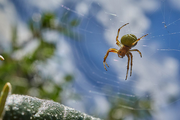 Cucumber Green Spider_Frenchmman Lake 1
