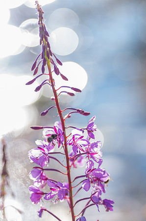Fireweed_Pickhandle Lake 1