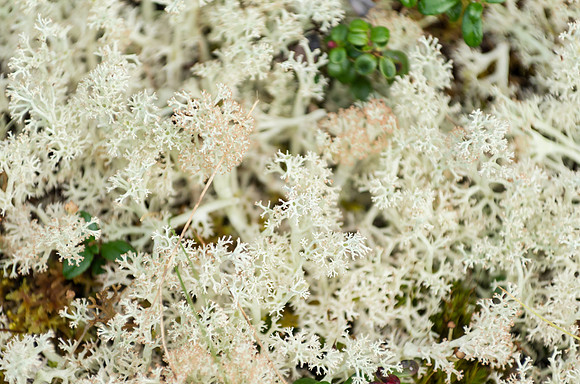 Reindeer Lichen_Dawson 1