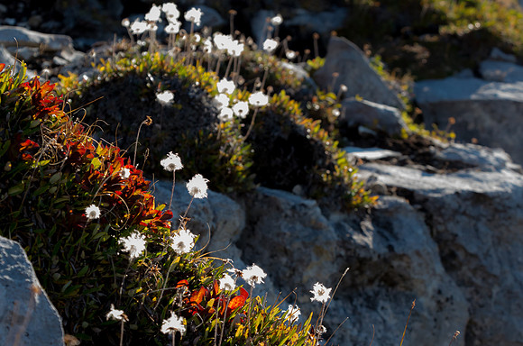 Cotton Grass_White Mountain1