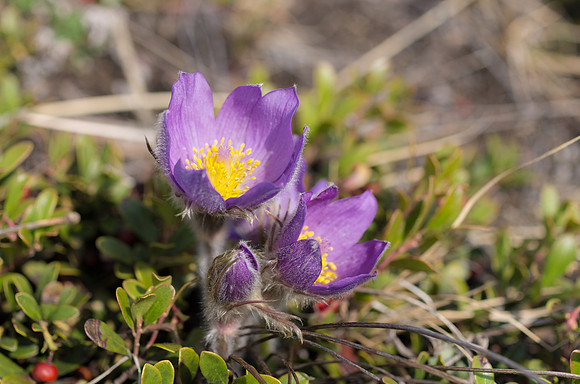 Prairie Crocus_Whitehorse 1