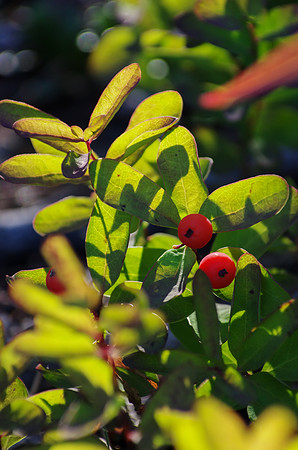 Northern Comandra_Whitehorse 1