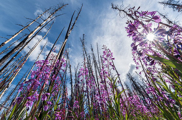 Fireweed_Mendenhall 1
