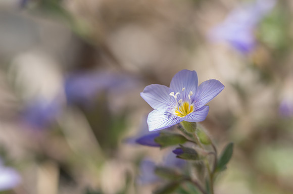 Showy Jacob's Ladder_Southern Lakes Area 1