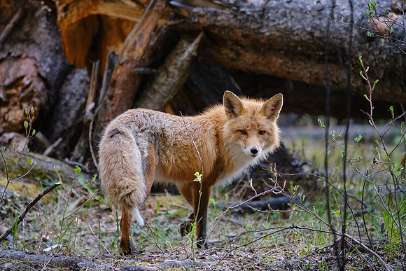 Red Fox_Whitehorse 1