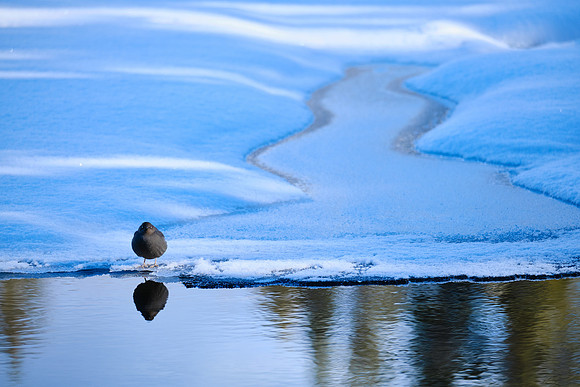 American Dipper_Whitehorse 1