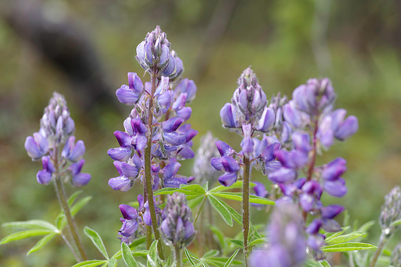 Lupine_Whitehorse 1