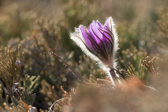 Prairie Crocus_Kluane NP 1