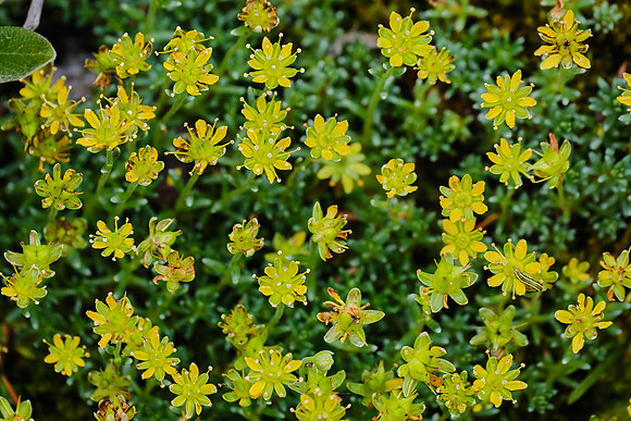 Saxifrage_Yoho NP 1