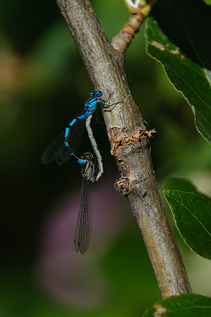 Common Blue Damselfly_Littele Fox Lake 1