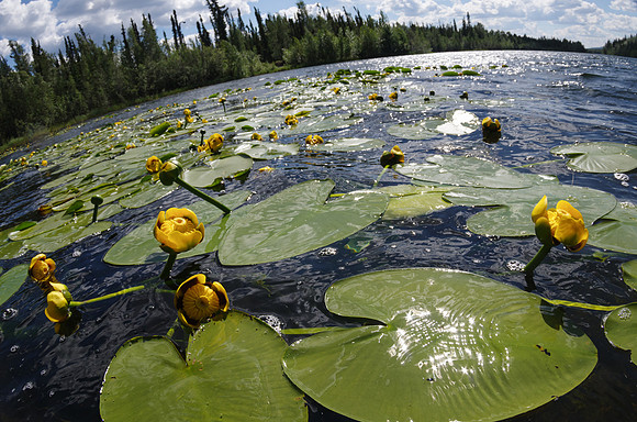 Yellow Water Lily_Mayo 1
