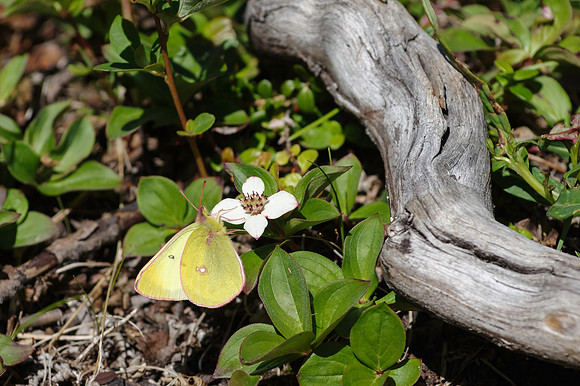 Clouded Sulphur_Kluane NP 1