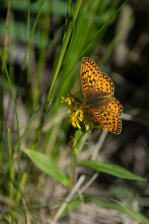 Polaris Fritillary_Kluane NP 1
