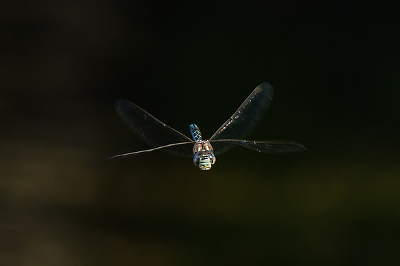 Paddle-tailed darner_Whitehorse 2