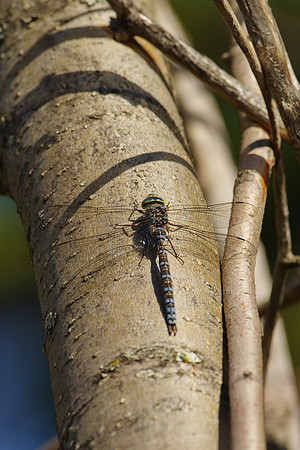 Paddle-tailed darner_Mayo 1