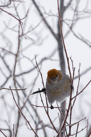 Pine Grosbeak (Female)_Whitehorse 1