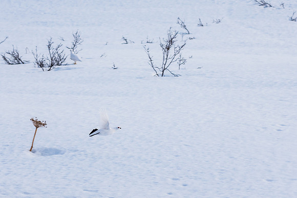 Willow Ptarmigan_Haines Pass 1