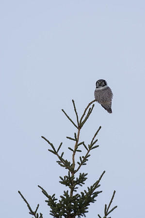 Northern Hawk Owl_Liard 1
