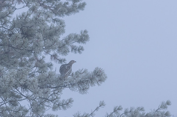 Spruce Grouse_Liard 1