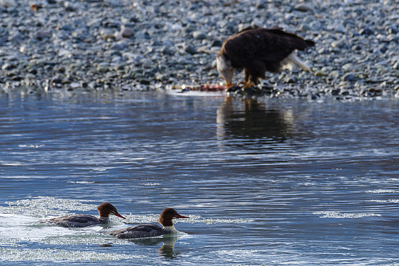 Common Merganser (Female)_Haines 2