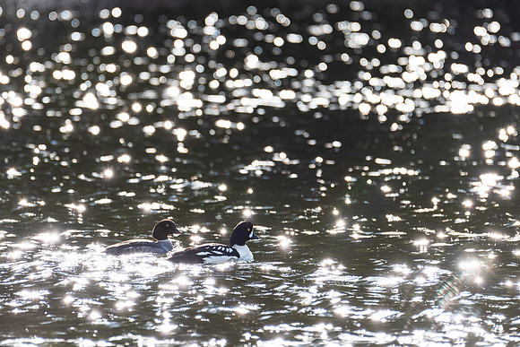 Barrow's Goldeneye_Whitehorse 1