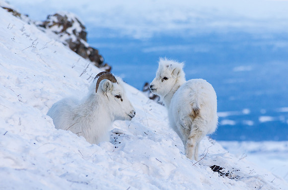 Dall Sheep_Kluane National Park 21