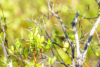 Wildlife