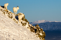 Dall Sheep_Kluane National Park 20