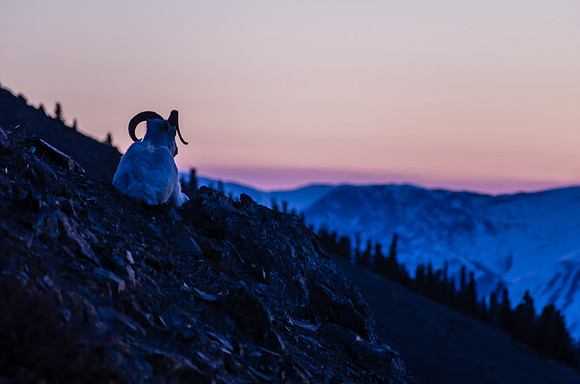 Dall Sheep_Kluane National Park 14