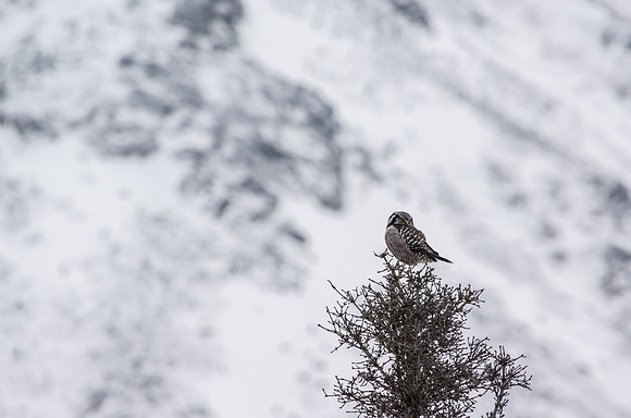 Northern Hawk Owl_Kluane National Park 2
