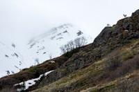 Dall Sheep_Southern Lakes Area 1