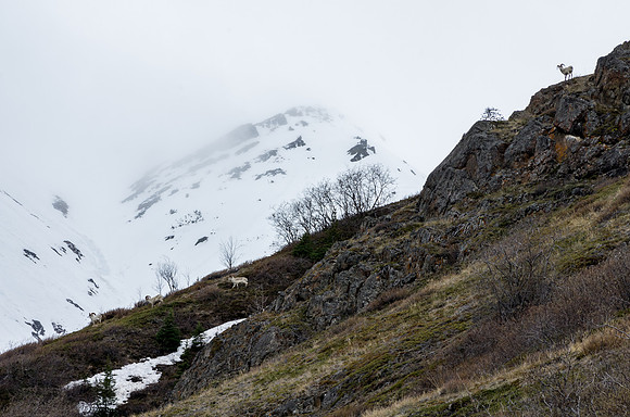 Dall Sheep_Southern Lakes Area 1