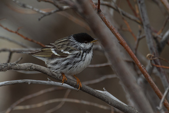 Blackpoll Warbler_Whitehorse 1