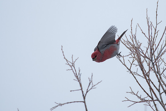 Pine Grosbeak (Male)_Whitehorse 1