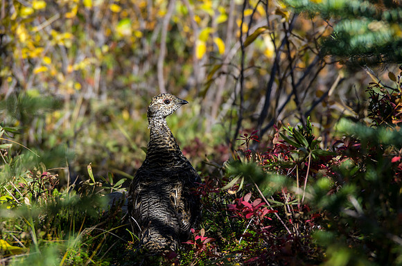 Spruce Grouse_Whitehorse 1