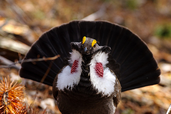 Dusky Grouse_Whitehorse 2