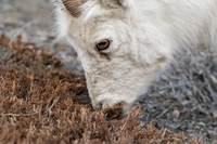 Dall Sheep_Kluane NP 25