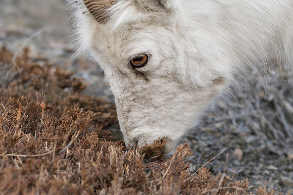 Dall Sheep_Kluane NP 25
