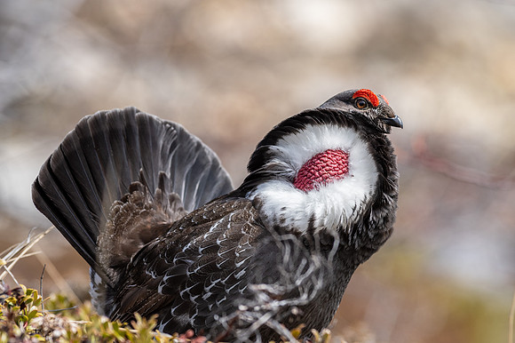 Dusky Grouse_White Mountain 1