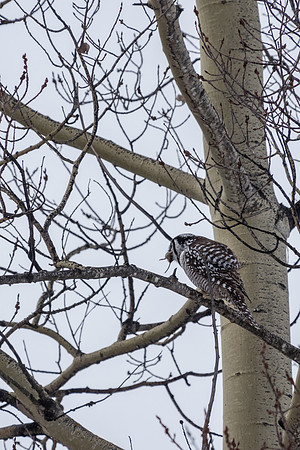 Northern Hawk Owl_Liard 2